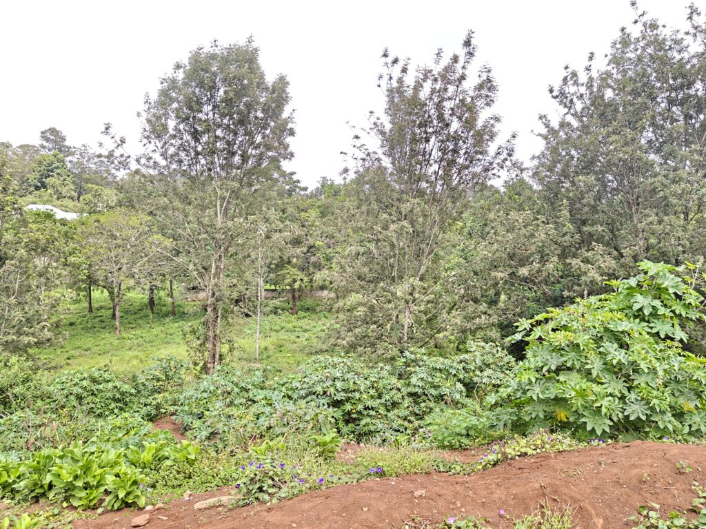 Cheleta Primary School Karura Forest Side